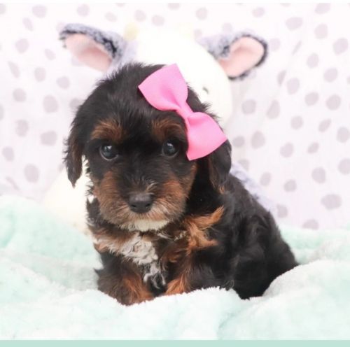 Three month old Yorkiepoo