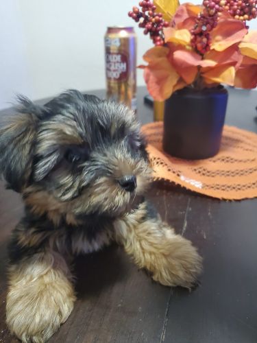 Adorable yorkies for sale