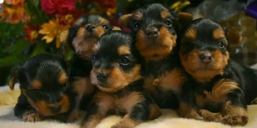 Teacup yorkie puppies for sale near me