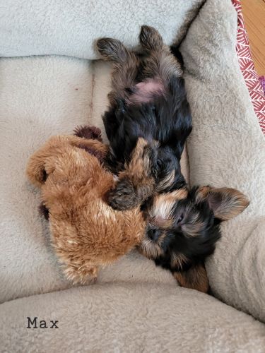 Last Yorkie of the Litter for Sale!