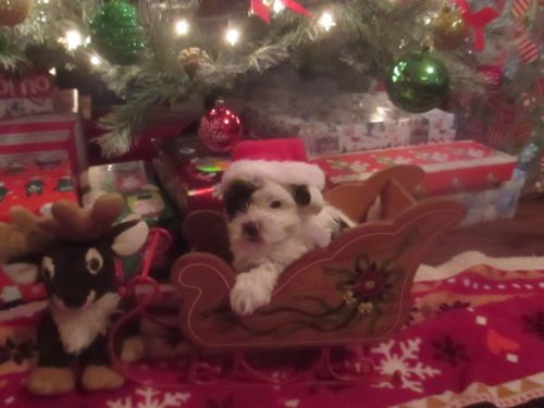 MINKY A EXTREME WHITE MERLE YORKIE FEMALE