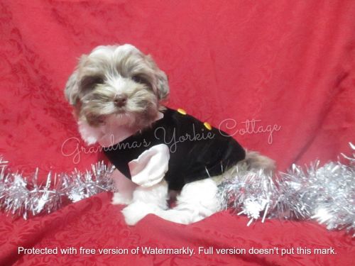 MANNY CHOCOBERRY MERLE MALE YORKIE WITH BLUE & BROWN EYES