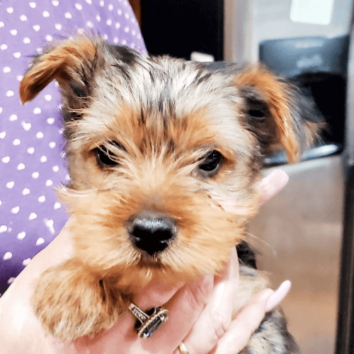Yorkie Puppies