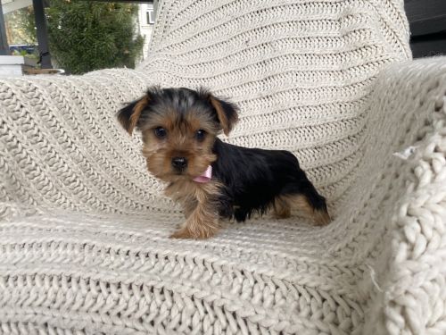 Yorkshire Terrier Puppies for sale in Whittier, CA, USA. price: $1,499