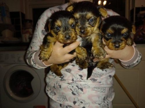 Yorkshire terrier miniature pup