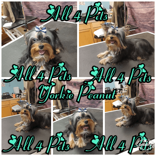 All 4 pets ruidoso nm