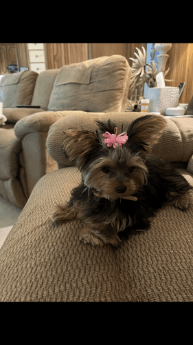 AKC Registered Yorkshire terrier (yorkie)