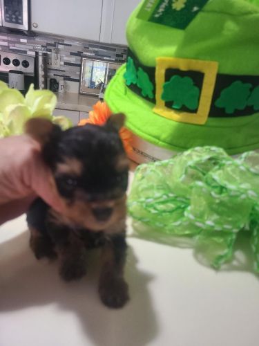 Registered CKC Purebred Yorkie Male Born 1/25/23
