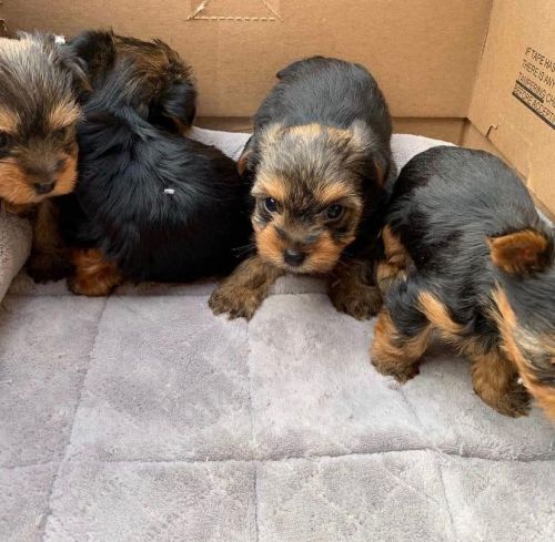 Yorkie puppies for adoption
