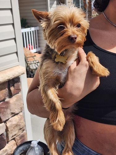 Yorkie Puppy