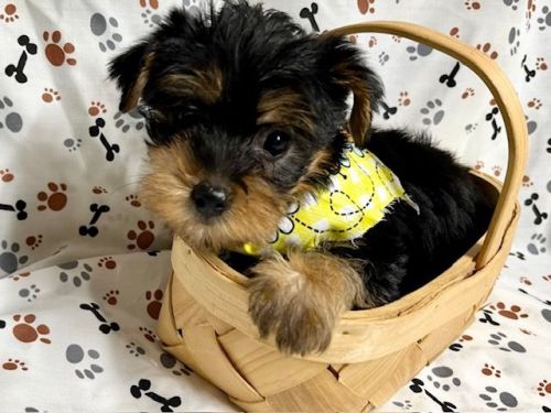 Male Yorkie puppy