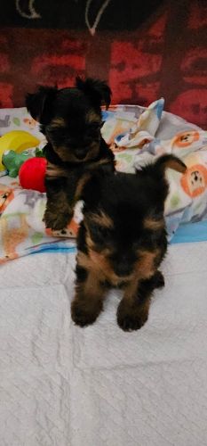 Yorkie puppies
