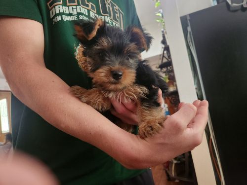 yorkie puppy
