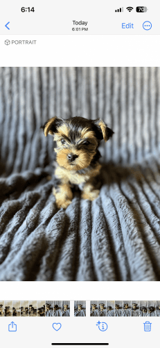 Yorkies available