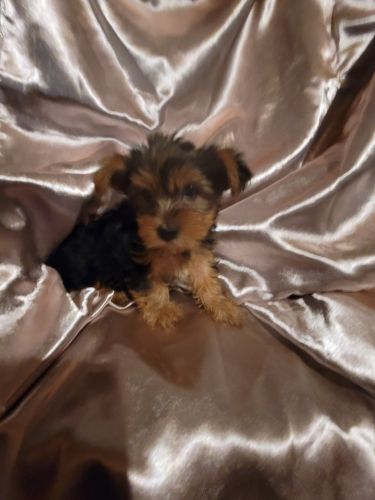 Yorkie Puppy