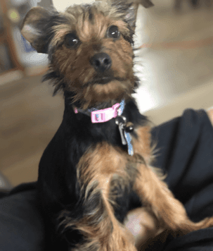 Short Haired Yorkie