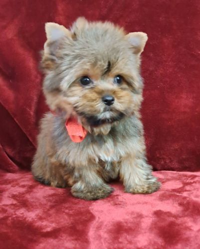 Gorgeous golden Sable AKC Yorkie boy