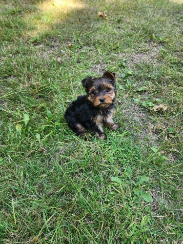 Registered Male Yorkshire Terrier