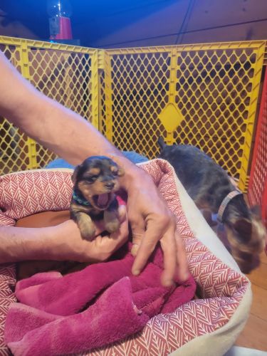 Yorkies for Sale
