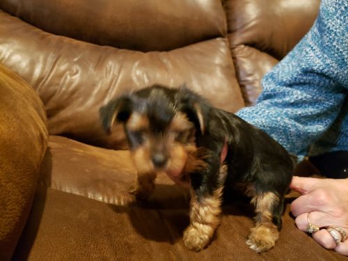 Yorkshire terrier puppies for sale