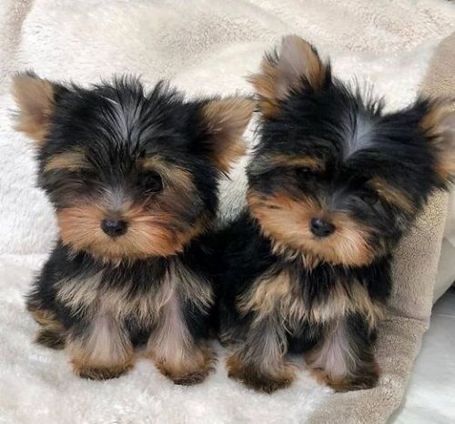 Tiny Yorkie Puppies