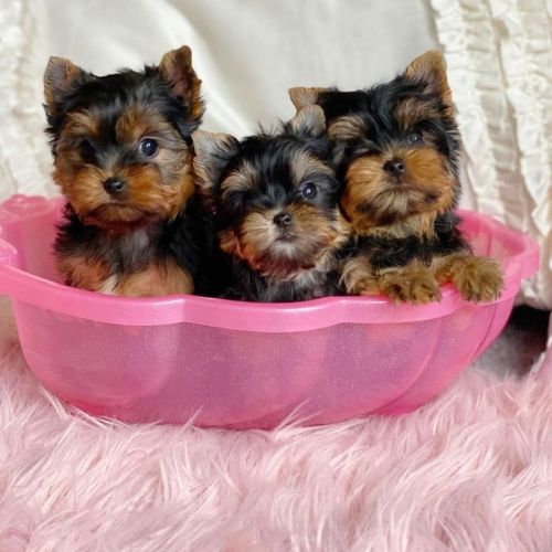 Yorkshire Terrier Puppies for sale in Los Angeles, CA, USA. price: $555