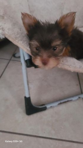 Chocolate Yorkie Registered Purebred Male, N. Port, FL