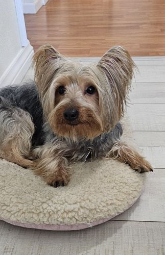 Yorkshire Terrier