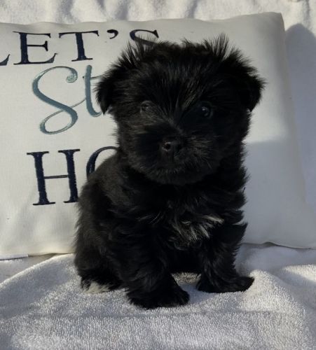 Female Yorkie Puppy
