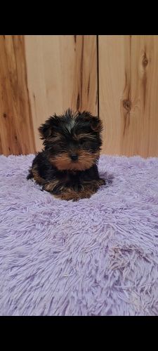 Yorkshire terrier