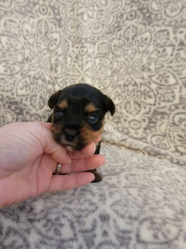 Akc traditional yorkie