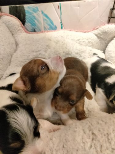 Yorkie puppies for sell