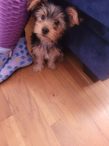 Xsmall yorkie terrier