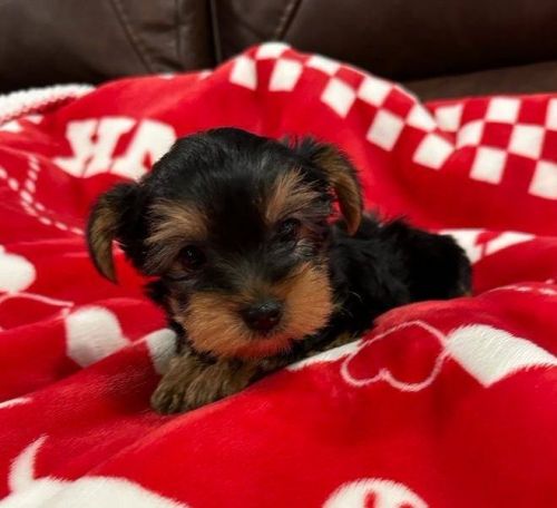 Yorkshire Terrier Puppies for sale in Miami, FL, USA. price: $500