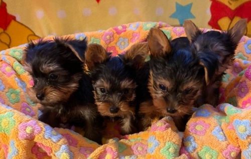 Gorgeous Mini Yorkiies
