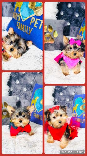 Tiny yorkie puppies