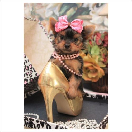 Worlds Smallest Yorkies