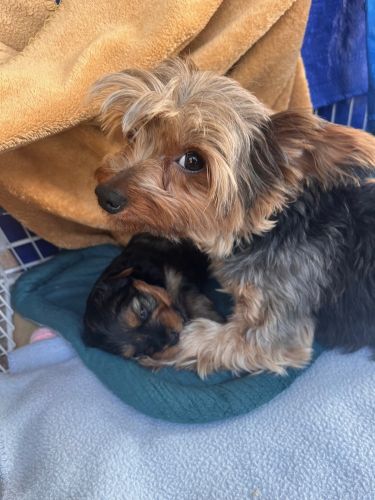 Full breed Yorkie puppies