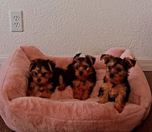Yorkie puppies