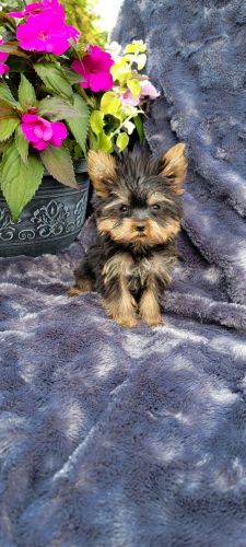 Minno the teacup yorkie