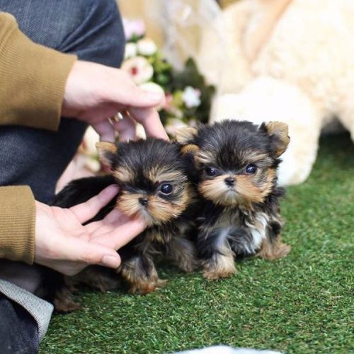 Vendo lindos cachorros yorkie