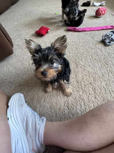 Yorkies for sale