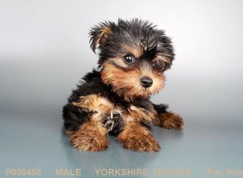 Black and Gold Male Yorkshire Terrier