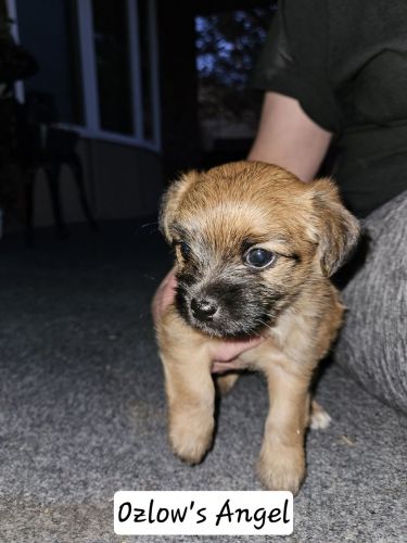 Adorable small puppies