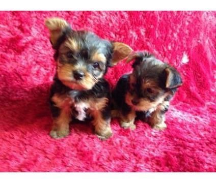 Micro-Teacup Yorkshire Terrier