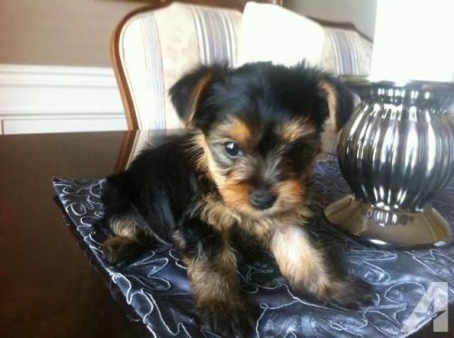 Adorable Teacup Yorkie Puppies Available