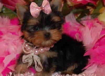 Adorable & GorgeousTeacup Yorkie Puppies