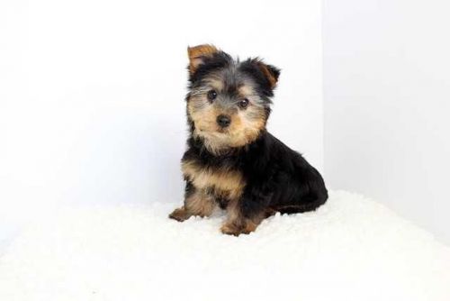 Ready Home Raise Yorkie Puppies