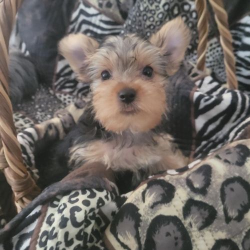 AKC/CKC Registered Purebred Male Yorkie Born 5/17/24
