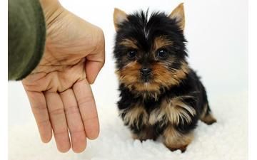 yorkie puppies